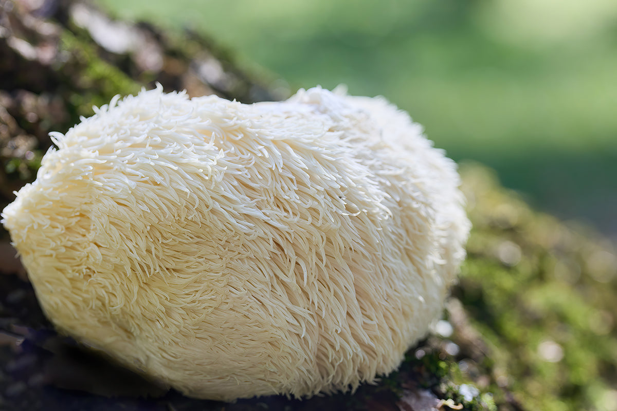 Why Lion's Mane is the Smartest Mushroom in the Forest