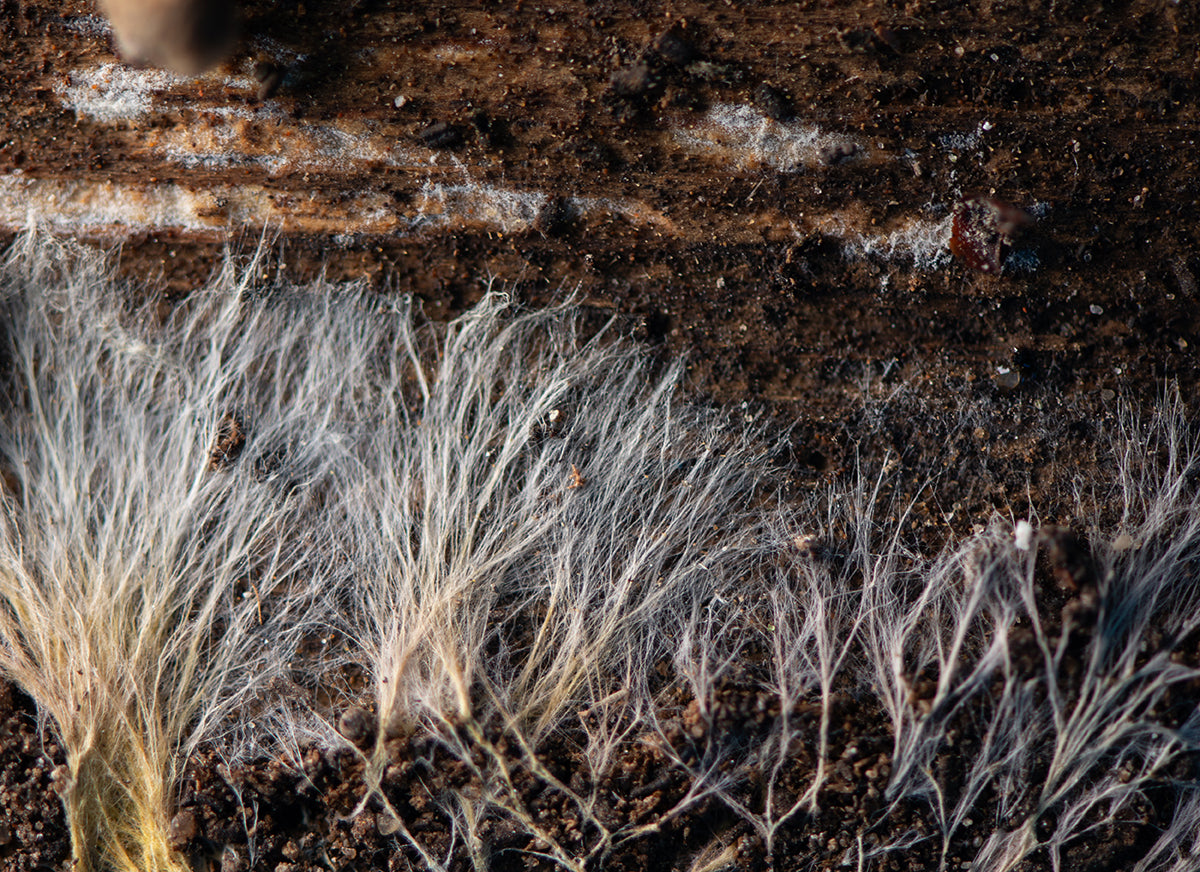 Fruiting Body vs Mycelium: Why You Should Care