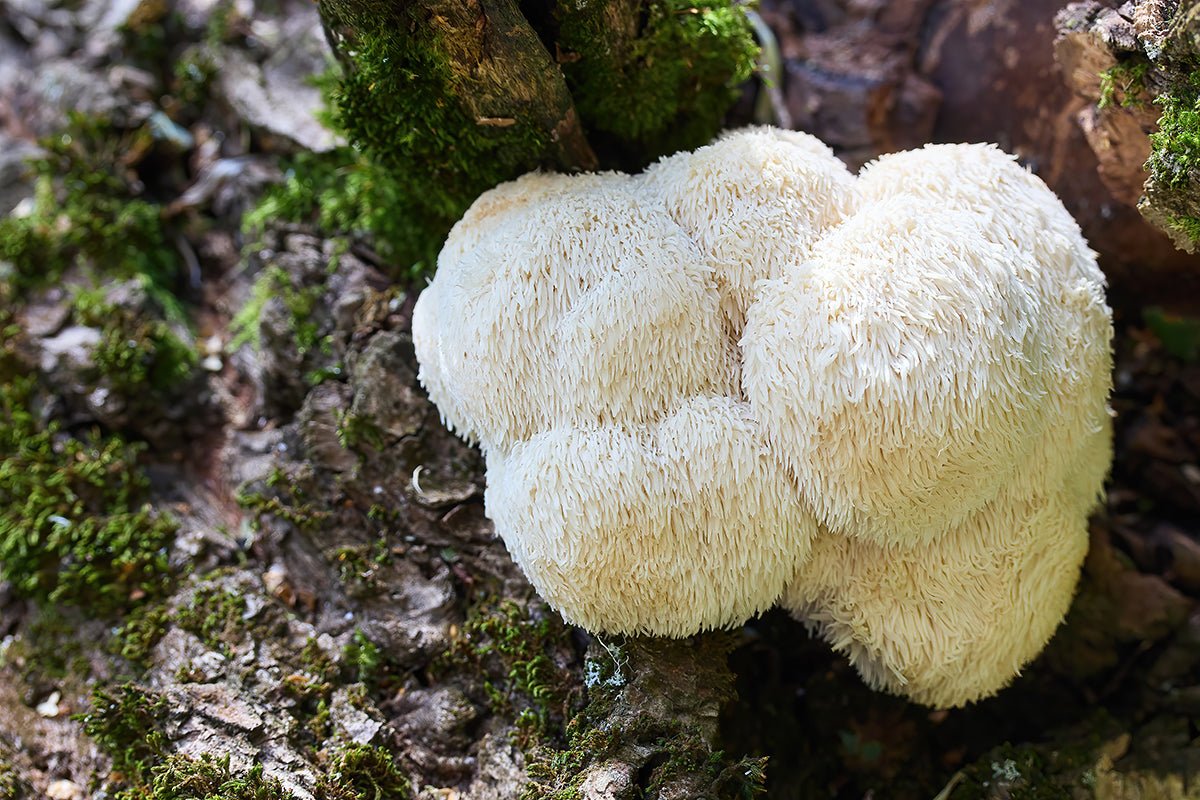 Lion's Mane mushroom growing on a tree