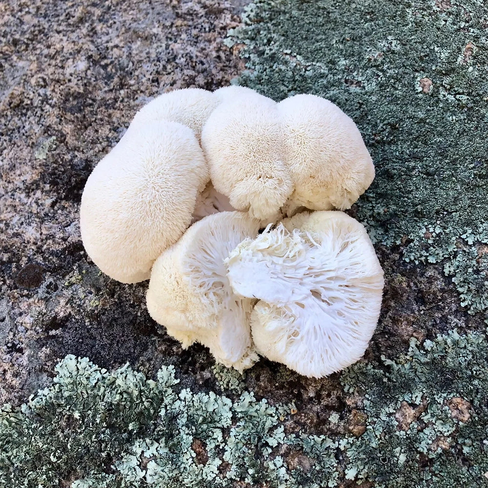 Lion's Mane Mushrooms on stone background
