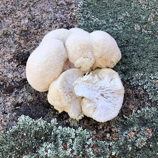 Lion's Mane Mushrooms on stone background